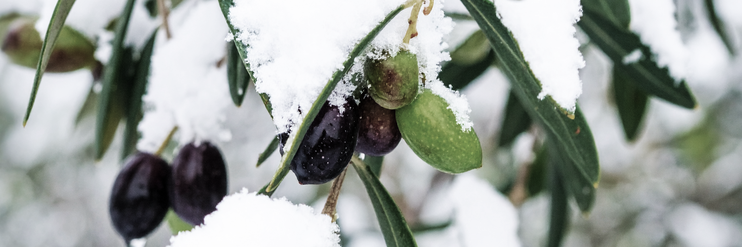 Drzewka oliwne zimą